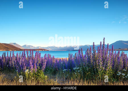 Landschaftsblick auf Lake Tekapo und bunten Lupinen Blumen bei Sonnenaufgang, Südalpen, New Zealand Stockfoto