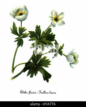 Trollblume Laxus 2 von Mary Vaux Walcott Stockfoto