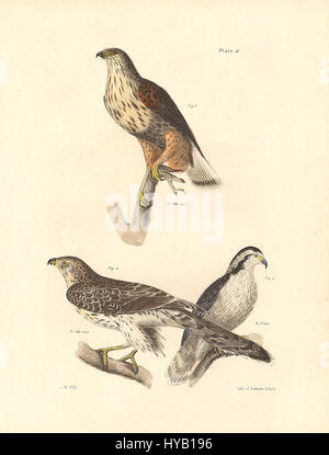 Diese Illustration aus der Arbeit von de Kay and Hill aus dem Jahr 1844 ist Teil einer umfassenden Studie über die Naturgeschichte der amerikanischen Fische. Die Platten bieten detaillierte Darstellungen verschiedener Fischarten, die zum wissenschaftlichen Verständnis der Meereslebewesen im 19. Jahrhundert beitragen. Stockfoto