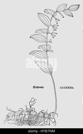 Die botanische Illustration „P. multiflorum“ von Fuchs aus dem Jahr 1543 zeigt eine detaillierte Darstellung der blühenden Pflanze P. multiflorum, die für Botaniker im 16. Jahrhundert von erheblichem Interesse war. Die Arbeit betont die Genauigkeit der Pflanzendarstellung, ein Merkmal der botanischen Studien der Renaissance. Stockfoto