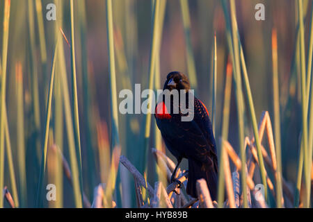 Red winged Blackbird Stockfoto