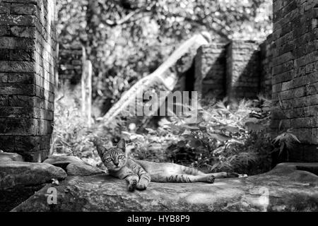 Katze ruht auf dem Schatten Stockfoto