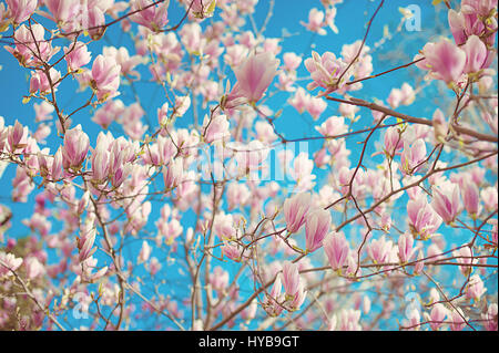 Zweig der Magnolia Soulangeana mit blühenden Blumen Stockfoto