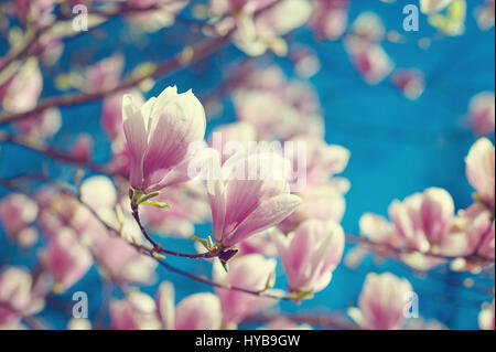 Magnolia Soulangiana oder Soulangeana Wild blüht im Frühling in Europa Stockfoto