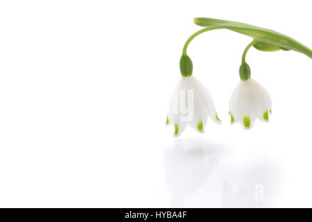 Japanische Schneeflocke Blumen auf weiß Stockfoto