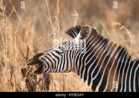 Headshot eines Ebenen Zebras in der Hitze. Das Bild wurde während einer Auto-Safari im South Luangwa Nationalpark aufgenommen. Stockfoto