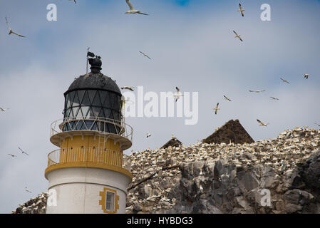 Tölpel fliegen rund um den Leuchtturm in Bass Felseninsel Stockfoto