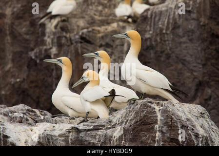 Gruppe der Tölpel auf den Felsen im Bass Rock Island. Das Bild wurde aus dem Boot entlang der Küste aufgenommen. Tausende von Basstölpel wurden hier nisten. Stockfoto