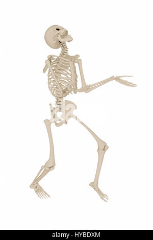 3D Abbildung eines menschlichen Skeletts isoliert auf weißem Hintergrund Stockfoto