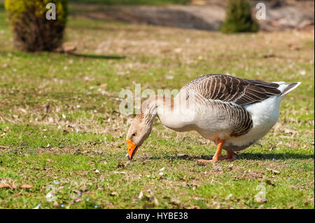 Inländische Gans, grau Gose oder Graugans Gans. Gans im Hinterhof stehen natürlich. (Anser Anser) Stockfoto