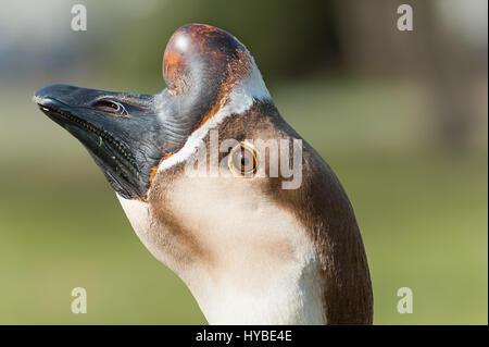 Porträt von Swan Goose. Anser Cignoides. Chinesische Gans. Fettleber. Foie Rasen Stockfoto