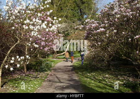 Magnolien in der Phoenix-Park, Stadt Dublin, Irland. Stockfoto