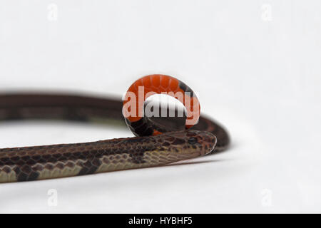 Gebänderten malaiische Korallenschlange (Calliophis Intestinalis) Stockfoto