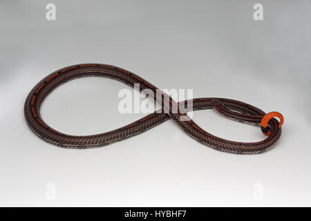 Gebänderten malaiische Korallenschlange (Calliophis Intestinalis) Stockfoto