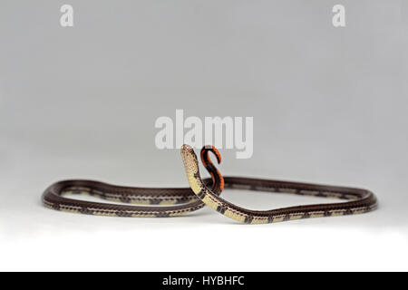 Gebänderten malaiische Korallenschlange (Calliophis Intestinalis) Stockfoto