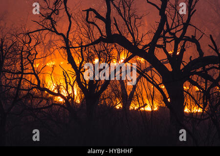 Wald, brennen Stockfoto