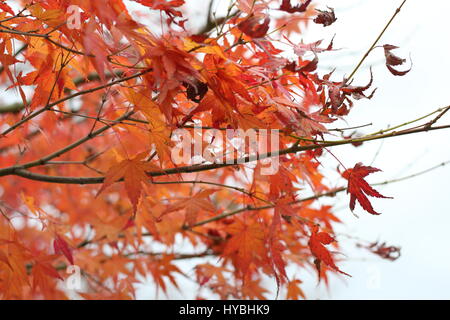 Blätter im Herbst in Japan Stockfoto