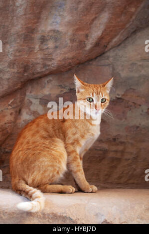 Jordanien: eine Katze auf den roten Felsen gesehen Wandern im Canyon des Siq, Welle, dem Haupteingang zum archäologischen nabatäische Stadt Petra Stockfoto