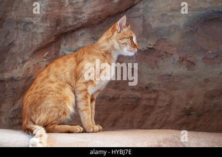 Jordanien: eine Katze auf den roten Felsen gesehen Wandern im Canyon des Siq, Welle, dem Haupteingang zum archäologischen nabatäische Stadt Petra Stockfoto