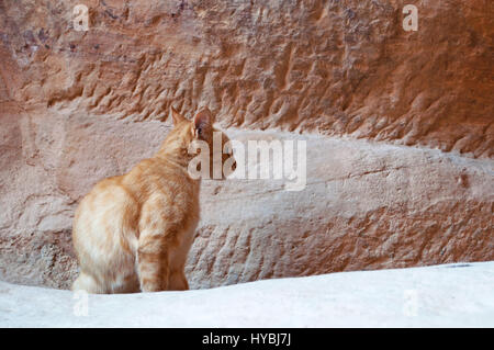 Jordanien: eine Katze auf den roten Felsen gesehen Wandern im Canyon des Siq, Welle, dem Haupteingang zum archäologischen nabatäische Stadt Petra Stockfoto