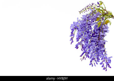 Glyzinien Blüten, grüne Blätter Grenze für einen Winkel von Seite auf einem weißen Hintergrund. dekoratives element Stockfoto