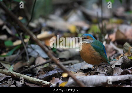 Blau-Psephotus Pitta (Hydrornis Soror) in Cuc Phoung Nationalpark, Vietnam Stockfoto