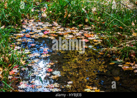 Grünen Rasen und Laub einläuten in die neue Saison. Tragen Sie schwelgen, Santa Catalina Mountains. Stockfoto