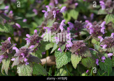 Rote Taubnessel, Lamium Purpureum, rote Taubnessel, purpurrote Taubnessel, rote Toten-Brennessel, lila Toten-Brennessel, red Dead Nettle, lila Toten Brennessel, violett Stockfoto