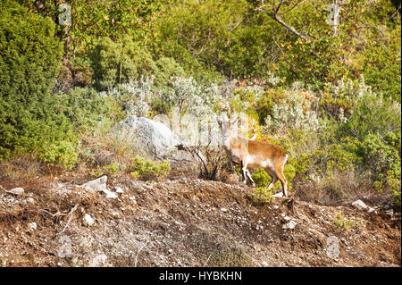 Spanische Ibex, Capra Pyrenaica, in der Ribera de Gaidovar Berge des Naturparks Sierra de Grazalema; Andalusien, Spanien Stockfoto