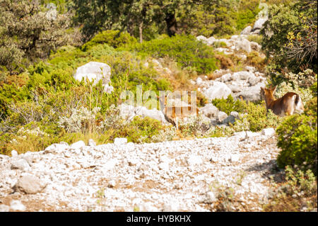 Spanische Ibex, Capra Pyrenaica, in der Ribera de Gaidovar Berge des Naturparks Sierra de Grazalema; Andalusien, Spanien Stockfoto