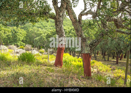 Kork-Eiche mit geschälte Rinde, Quercus Suber, Korkeichenwälder der Sierra de Grazalema, Andalusien, Spanien Stockfoto