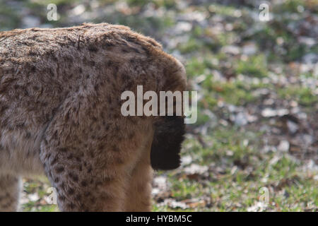 Luchs kurzes Heck hautnah Stockfoto