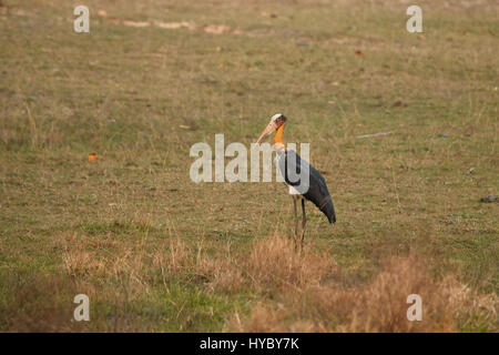 Geringerem Adjutant (Leptoptilos Javanicus) Erwachsenen, zu Fuß in trockenen tropischen Grasland Stockfoto