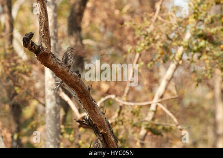 Shikra Vogel (Accipiter Badius) hocken auf Baum in einem Wald. Stockfoto