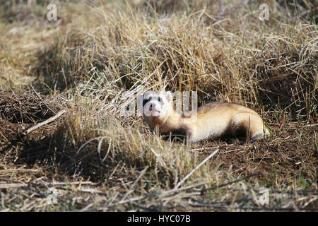 Black footed Ferret in freier Wildbahn Stockfoto