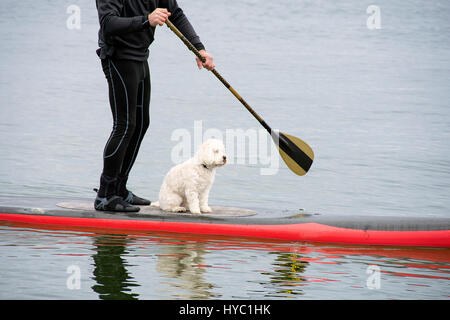 weißer Pudel und Mann im Anzug auf roten paddleboard Stockfoto