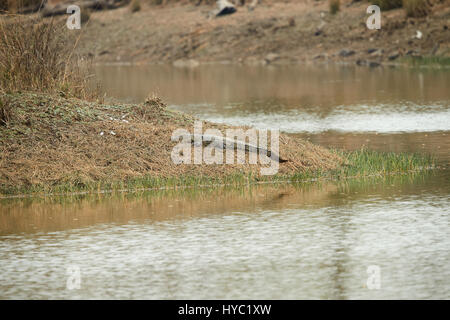 Krokodil auf Tageslicht ruht in der Nähe von einem Waldteich im natürlichen Lebensraum Rasen Land Stockfoto