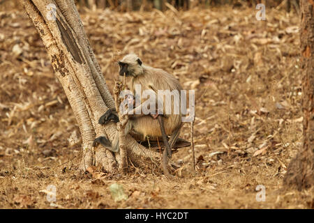 Languren mit ein Jungtier sitzt auf einer Baumwurzel im Abendlicht. Hanuman-Languren, Grauer Languren gemeinsame Languren Presbytis Entellus. Stockfoto