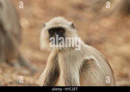 Languren mit ein Jungtier sitzt auf einer Baumwurzel im Abendlicht. Hanuman-Languren, Grauer Languren gemeinsame Languren Presbytis Entellus. Stockfoto