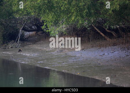 Otter, am Ort genannt Udbiral in den Sundarbans, ein UNESCO-Weltkulturerbe und ein Naturschutzgebiet. Bagerhat, Bangladesch. Stockfoto