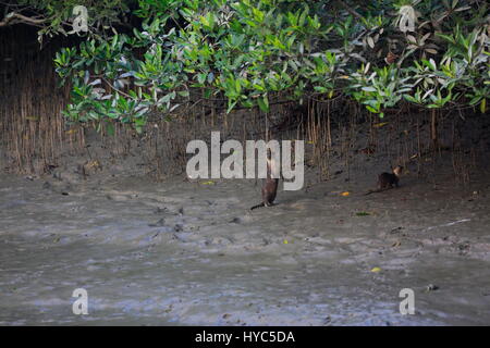 Otter, am Ort genannt Udbiral in den Sundarbans, ein UNESCO-Weltkulturerbe und ein Naturschutzgebiet. Bagerhat, Bangladesch. Stockfoto