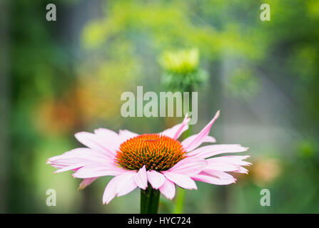 Nahaufnahme der Echinacea-Blume. Geringe Schärfentiefe. Stockfoto