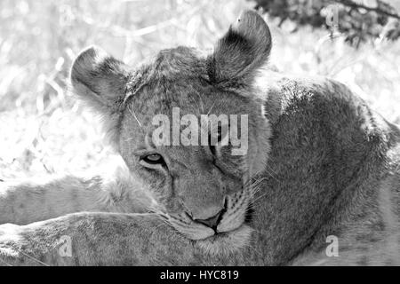 junger Löwe, Serengeti Nationalpark, Tansania, Afrika Stockfoto