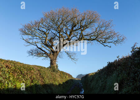 Devon Lane und Hecke, Morgen, engen, schmalen Feldweg, im Freien, überhängend, überhängende Zweige, Stockfoto