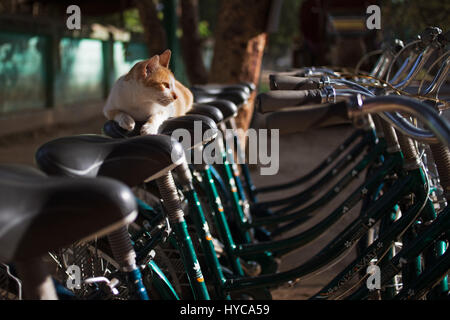 Katze auf dem Fahrrad, Bagan, Myanmar, burma Stockfoto