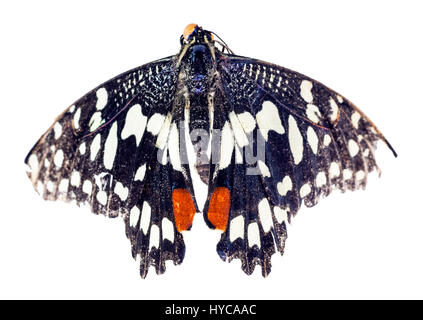 Gemeinsamen Kalk Schmetterling (Papilio Demoleus) Stockfoto
