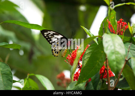 Close-up schwarz rote farbige Schmetterling auf rote Blume Essen ihren Nektar ernähren sich in der Sonne sitzen. Stockfoto