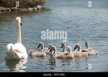 Schwan mit Kupplung von acht Cygnets Schwimmen im Teich. Stockfoto