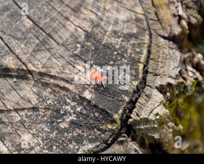 Roter samt-Tick auf den Stumpf. Nahaufnahme Makro rotem Samt Milbe oder Trombidiidae in natürlicher Umgebung. Stockfoto