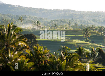 Grün bepflanzten Reis Feld Landschaft in Bali niemand um ihn herum um die Mittagszeit, Indonesien. Stockfoto